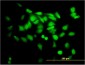 SGTA Antibody (monoclonal) (M06)